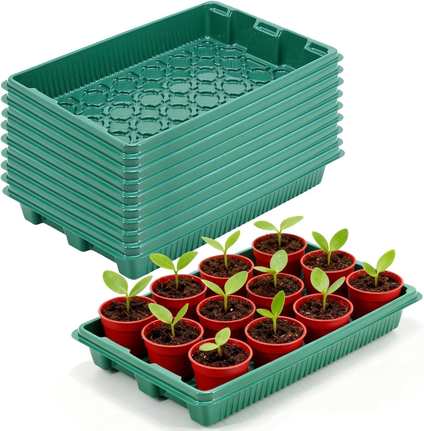 Home Mini Seedling Box